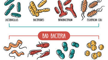 The Benefits of Bacteria in Your Gut